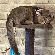 Violet joined the competition — help win amazing prizes! cat, sleeping, gray_tabby, bandana, feathers, tail, cat_tree, perch, brick_wall, indoor, pet, resting, feline, cozy, cute, animal, domestic_cat, closeup, quiet, relaxed