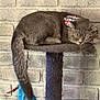 cat, sleeping, gray_tabby, bandana, feathers, tail, cat_tree, perch, brick_wall, indoor, pet, resting, feline, cozy, cute, animal, domestic_cat, closeup, quiet, relaxed