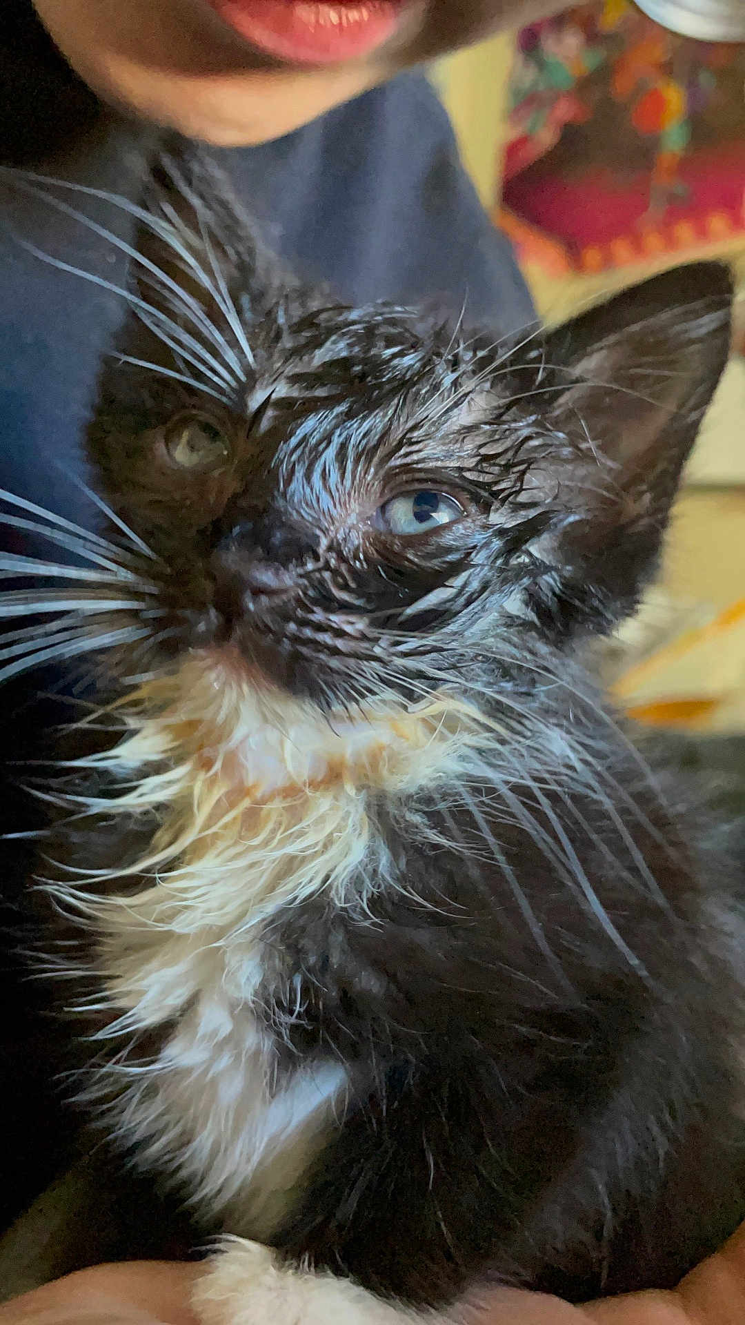 Puar joined the competition — help win amazing prizes! cat, kitten, wet_fur, black_and_white, whiskers, person, mouth, closeup, indoor, cute, animal, pet, feline, face, fur, holding, young, expression, portrait, curious