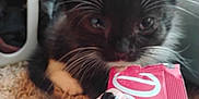 Puar joined the competition — help win amazing prizes! kitten, cat, black_and_white, whiskers, close_up, paw, carpet, hand, nail_polish, candy_wrapper, curious, indoor, pet, feline, texture, soft, cute, young, animal, small