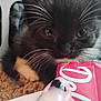 kitten, cat, black_and_white, whiskers, close_up, paw, carpet, hand, nail_polish, candy_wrapper, curious, indoor, pet, feline, texture, soft, cute, young, animal, small