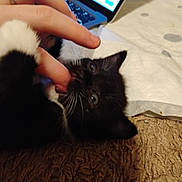 Puar is registered to the contest to win money with this photo: kitten, cat, black_and_white, playful, paw, finger, carpet, laptop, white_pad, indoor, pet, young, cute, whiskers, fur, human_hand, interaction, close_up, bite, curious