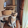 cat, kitten, tabby, fluffy, fur, sitting, chair, wooden_chair, cat_tree, scratching_post, indoors, home, pet, animal, portrait, looking_at_camera, whiskers, ears, tail, brown_gray