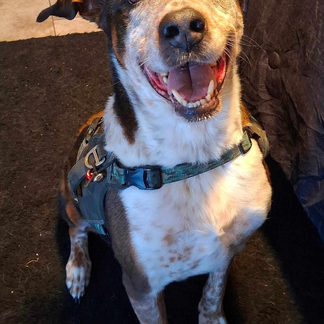 Bruce