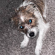 Chloe is registered to the contest to win money with this photo: dog, pet, mixed_breed, small_dog, long_fur, whiskers, black_nose, blue_eyes, flash_reflection, carpet, indoor, close_up, looking_up, laying_down, paw, curious, brown_and_white, textured_carpet, playful, adorable