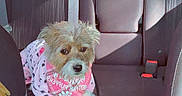 Chloe is registered to the contest to win money with this photo: backseat, bandana, car_interior, dog, fur, leash, looking_at_camera, passenger, paw_print, pet, pink, rear_seat, seat, seatbelt, shadow, sitting, small_dog, sunlight, upholstery, window