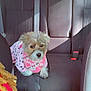 Chloe is registered to the contest to win money with this photo: dog, small_dog, backseat, car_interior, seat, seatbelt, bandana, pink, pet, fur, leash, looking_at_camera, sitting, window, sunlight, shadow, rear_seat, upholstery, paw_print, passenger
