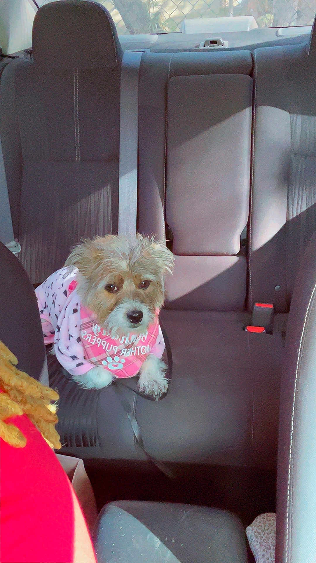 Chloe is registered to the contest to win money with this photo: dog, small_dog, backseat, car_interior, seat, seatbelt, bandana, pink, pet, fur, leash, looking_at_camera, sitting, window, sunlight, shadow, rear_seat, upholstery, paw_print, passenger