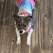 Chloe is registered to the contest to win money with this photo: apparel, brown_and_white, canine, cute, dog, eyes, flooring, fur, indoor, living_room, looking_at_camera, lying_down, multicolor_shirt, paws, pet, plank_floor, portrait, shirt, small_dog, wooden_floor