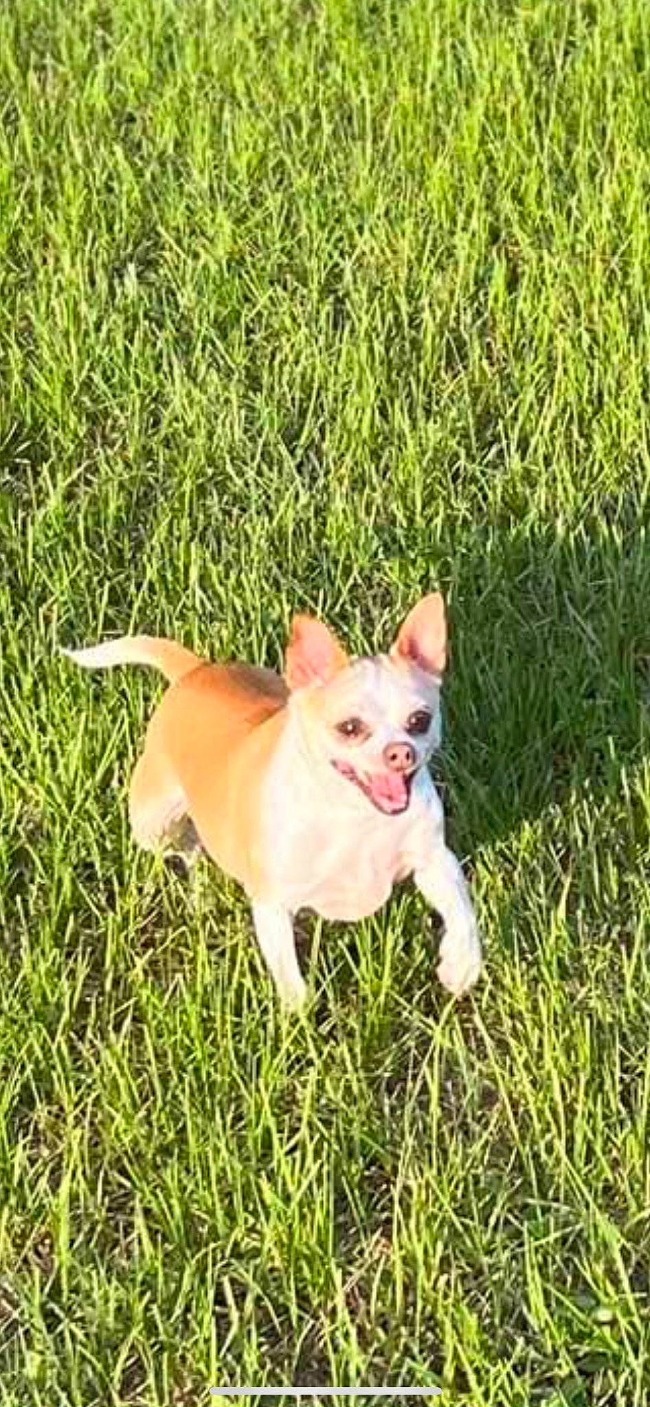 Lexi joined the competition — help win amazing prizes! canidae, carnivore, chihuahua, companion_dog, corgi_chihuahua, dog, dog_breed, fawn, grass, grassland, irishjacks, plant, snout, sporting_group, tail, terrestrial_animal, terrier, toy_dog, whiskers, working_animal