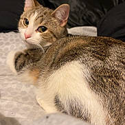 Angel is registered to the contest to win money with this photo: cat, tabby, white_fur, pet, bed, indoor, feline, relaxed, looking_back, cozy, soft_lighting, pillow, furniture, domestic, animal, cute, resting, fur_texture, side_view, home