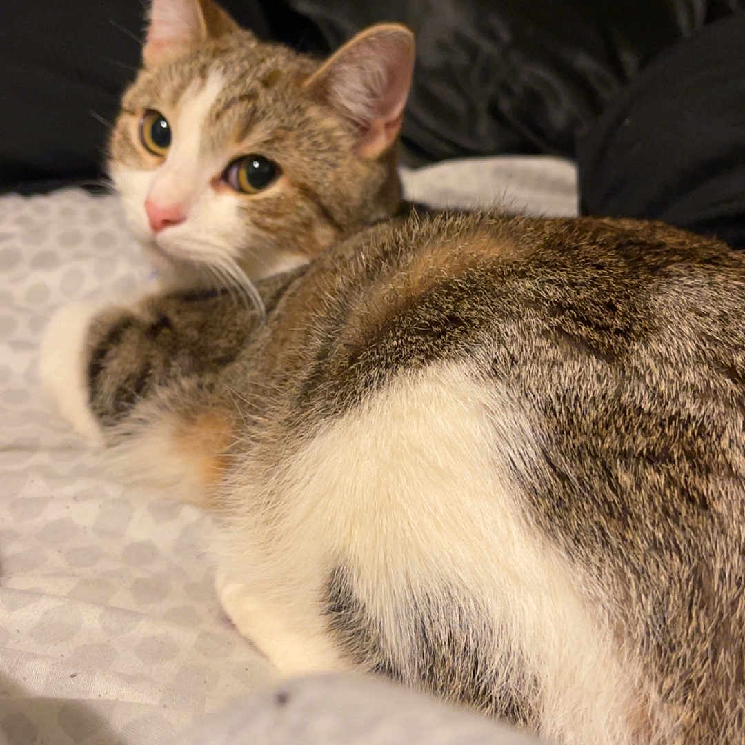 Angel is registered to the contest to win money with this photo: cat, tabby, white_fur, pet, bed, indoor, feline, relaxed, looking_back, cozy, soft_lighting, pillow, furniture, domestic, animal, cute, resting, fur_texture, side_view, home