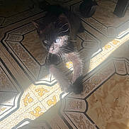 Dior is registered to the contest to win money with this photo: animal, black_cat, cat, chair_leg, cute, domestic_cat, feline, floor, floor_pattern, indoor, light, patterned_floor, pet, relaxing, resting, shadow, sunbeam, sunlight, tile_floor, whiskers
