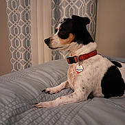 Murphy joined the competition — help win amazing prizes! dog, pet, indoor, bed, collar, black_and_white, small_dog, curious, resting, canine, fur, animal, bedspread, calm, looking_sideways, domestic, cute, companion, quiet, relaxed