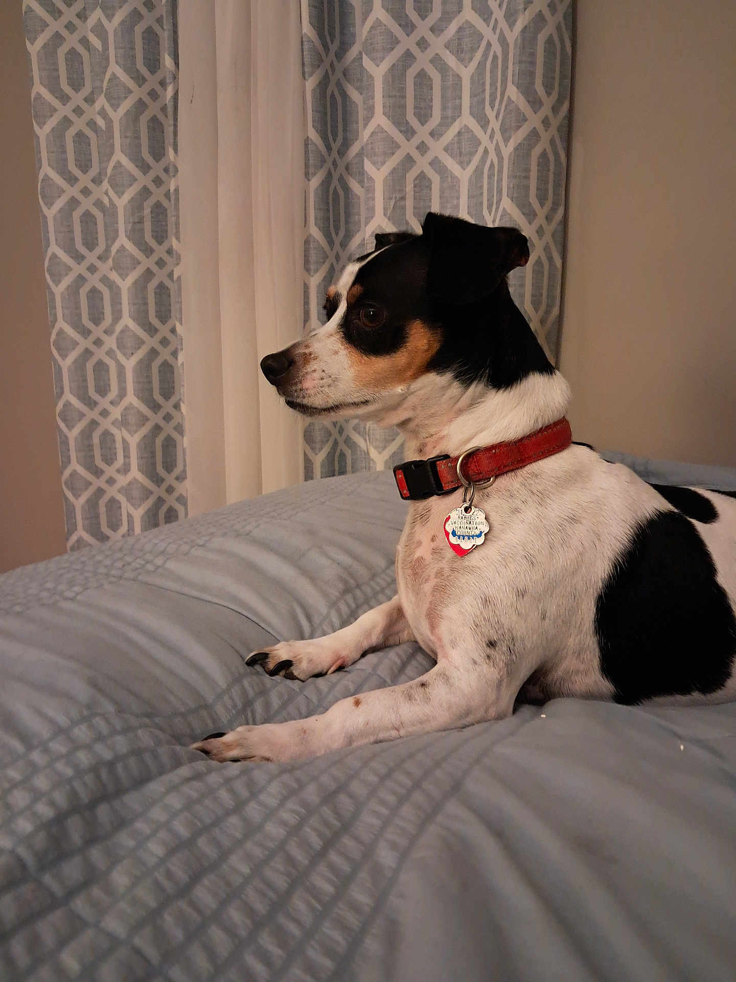 Murphy joined the competition — help win amazing prizes! dog, pet, indoor, bed, collar, black_and_white, small_dog, curious, resting, canine, fur, animal, bedspread, calm, looking_sideways, domestic, cute, companion, quiet, relaxed