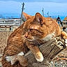 animal, background, cat, closeup, curious, daylight, driftwood, feline, fur, ginger_cat, nature, outdoor, pet, relaxed, resting, rocks, sky, tail, whiskers, wood