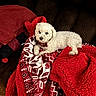 dog, white_dog, blanket, red_blanket, patterned_blanket, couch, cozy, indoor, pet, fur, relaxed, comfort, warm, home, furniture, lying_down, cute, small_dog, companion, domestic_animal