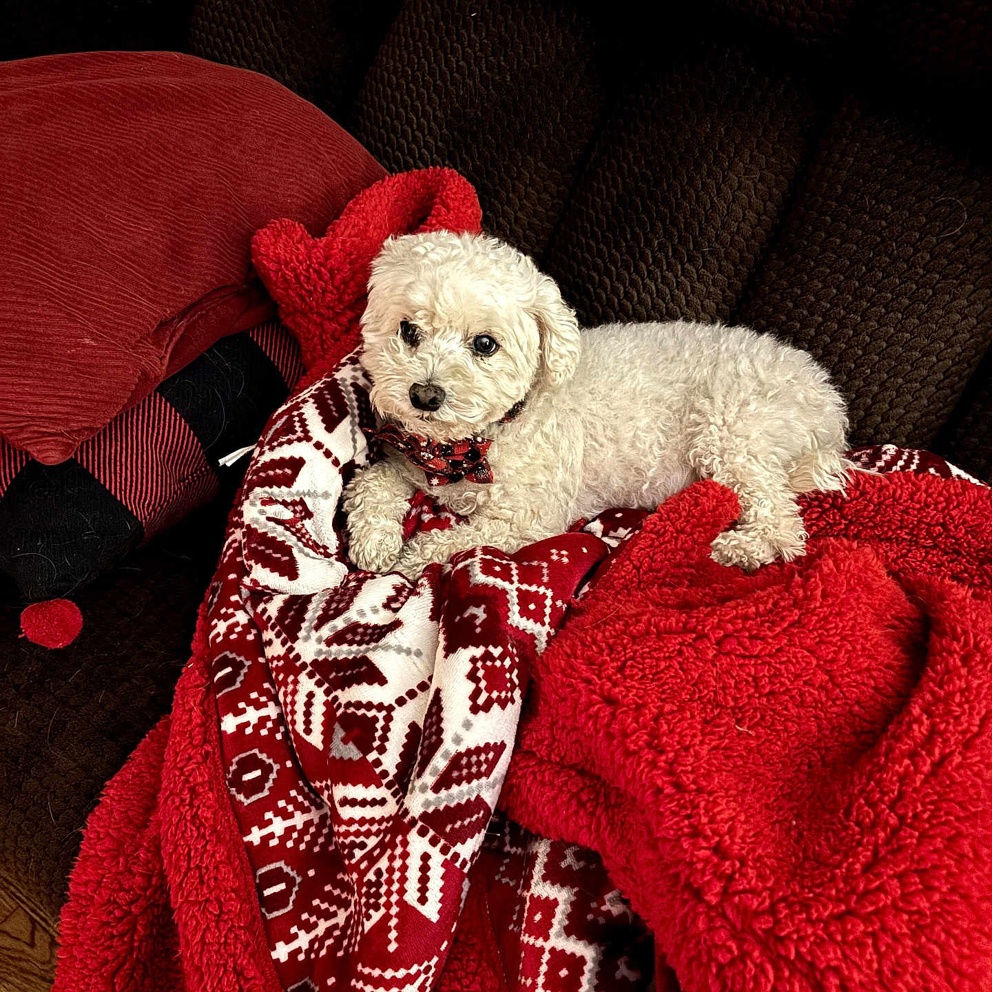 Romeo joined the competition — help win amazing prizes! dog, white_dog, blanket, red_blanket, patterned_blanket, couch, cozy, indoor, pet, fur, relaxed, comfort, warm, home, furniture, lying_down, cute, small_dog, companion, domestic_animal