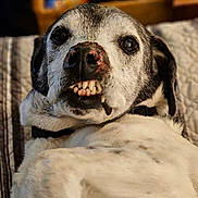 Paco joined the competition — help win amazing prizes! animal, black_and_white, canine, close_up, collar, cozy, dog, ears, expression, face, fur, indoor, lying_down, mischievous, pet, portrait, relaxed, snout, teeth, whiskers