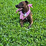 Illy For I Love You joined the competition — help win amazing prizes! dog, brindle, bandana, pink_bandana, grass, green, outdoor, pet, tongue_out, happy, animal, canine, nature, laying_down, collar, tag, summer, playful, field, cute