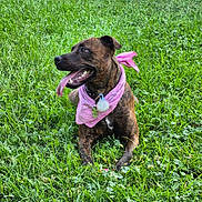 Illy For I Love You is registered to the contest to win money with this photo: dog, brindle, bandana, pink_bandana, grass, outdoor, tongue_out, pet, animal, canine, lying_down, greenery, collar, tag, happy, summer, nature, playful, friendly, relaxed