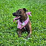 dog, brindle, bandana, pink_bandana, grass, outdoor, tongue_out, pet, animal, canine, lying_down, greenery, collar, tag, happy, summer, nature, playful, friendly, relaxed