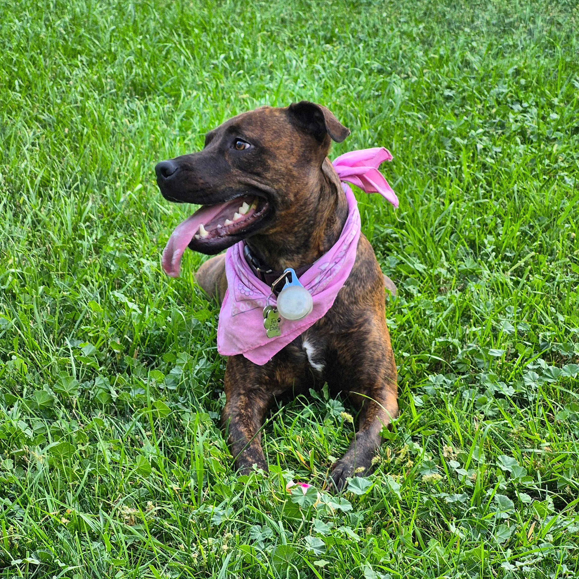 Illy For I Love You is registered to the contest to win money with this photo: animal, bandana, brindle, canine, collar, dog, friendly, grass, greenery, happy, lying_down, nature, outdoor, pet, pink_bandana, playful, relaxed, summer, tag, tongue_out