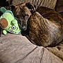 Illy For I Love You is registered to the contest to win money with this photo: dog, brindle, plush_toy, couch, indoor, resting, curled_up, pet, cozy, sleepy, brown, beige, fur, animal, comfort, furniture, relaxing, head, toy, close_up