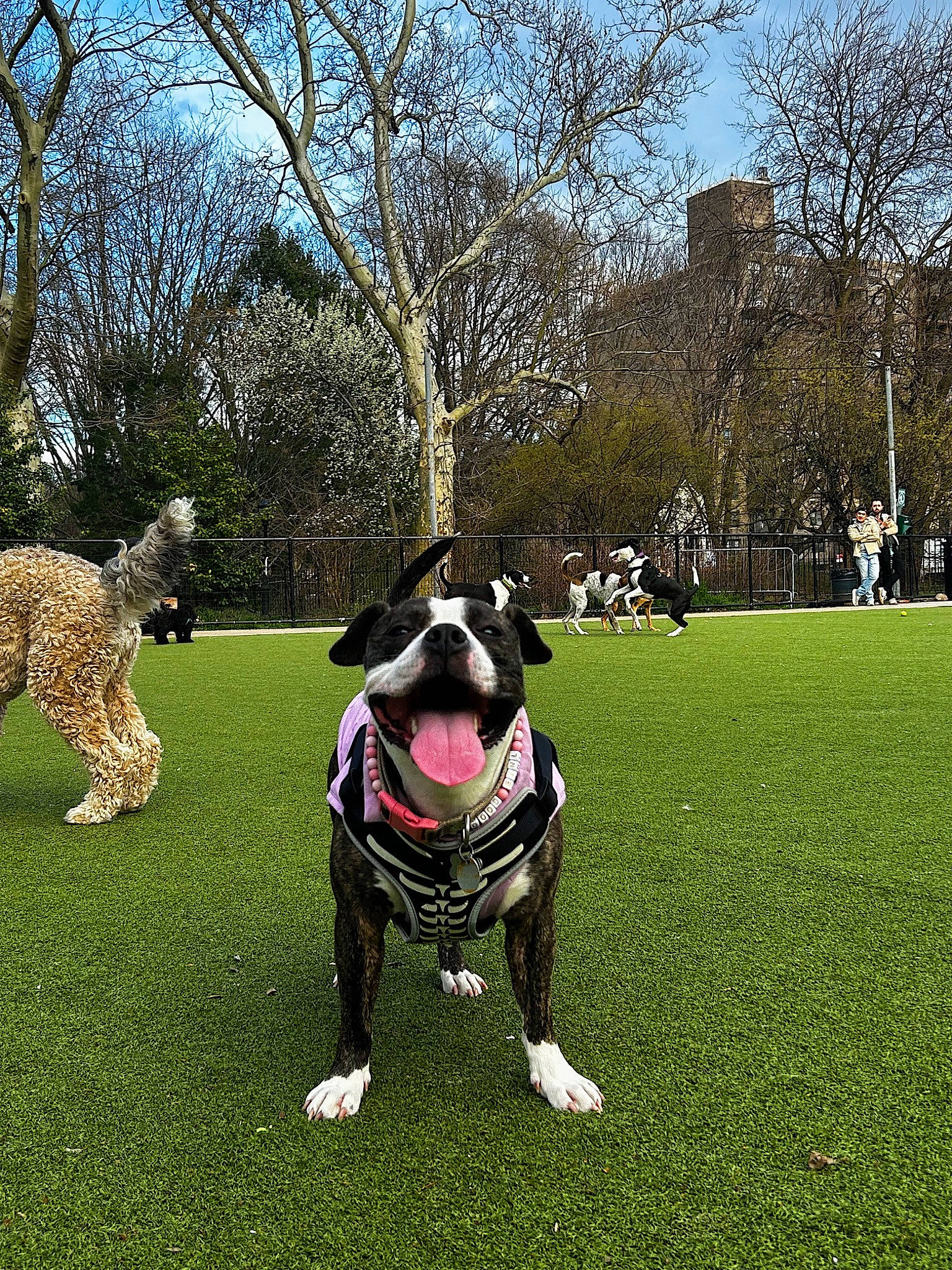 Supernova joined the competition — help win amazing prizes! canidae, carnivore, collar, companion_dog, dog, dog_breed, dog_collar, fawn, grass, green, lawn, leash, leisure, plant, shrub, sky, snout, sporting_group, tail, tree