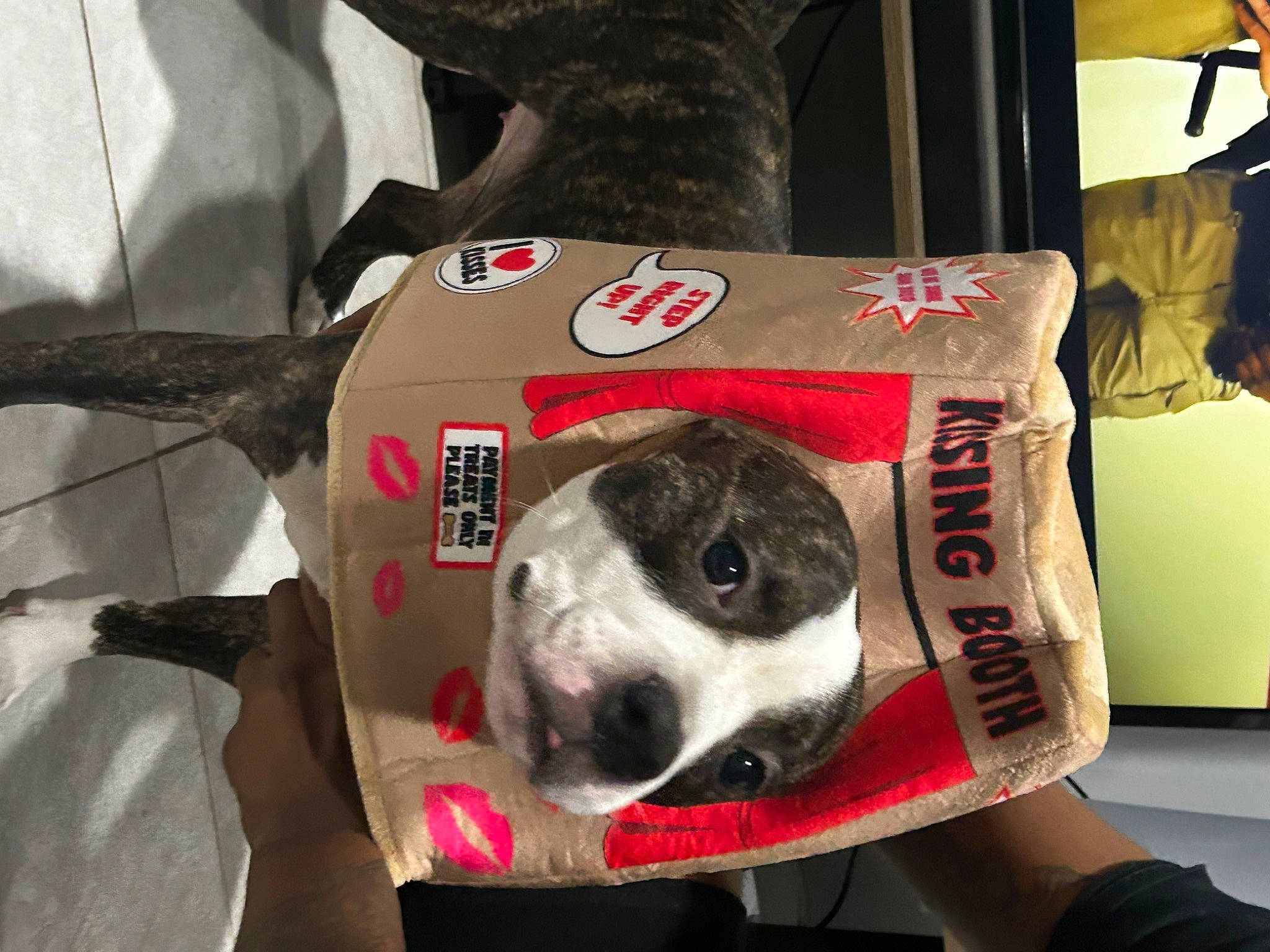 Supernova is registered to the contest to win money with this photo: bag, canidae, carnivore, collar, companion_dog, dalmatian, dog, dog_breed, dog_crate, dog_supply, fur, guard_dog, non_sporting_group, pet_supply, snout, sporting_group, terrestrial_animal