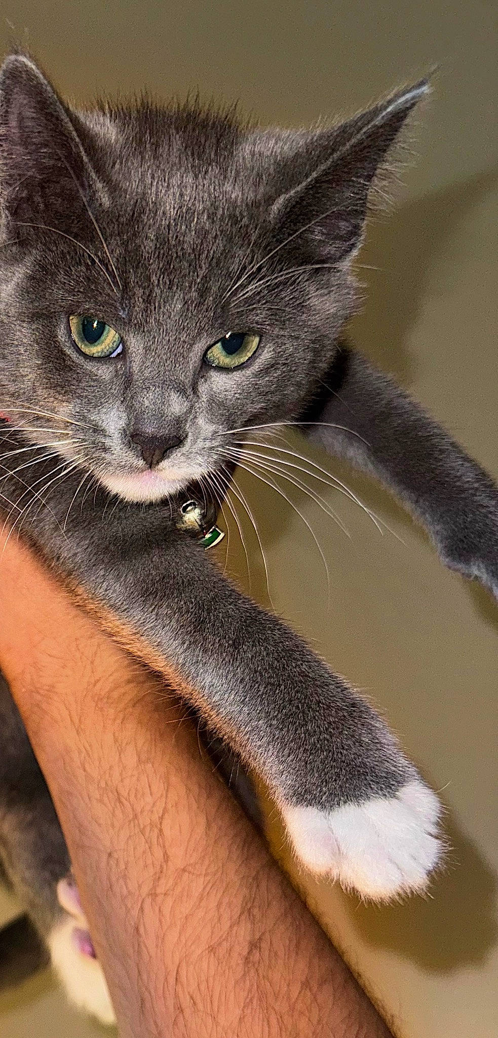 Cloudy joined the competition — help win amazing prizes! carnivore, cat, claw, close_up, comfort, domestic_short_haired_cat, eye, felidae, fur, gesture, hand, human_body, iris, leg, paw, small_to_medium_sized_cats, snout, tail, terrestrial_animal, whiskers