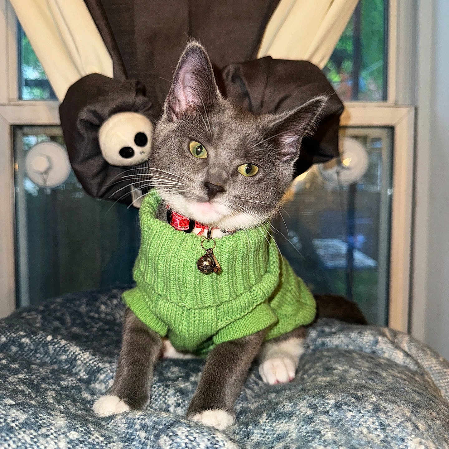 Cloudy is registered to the contest to win money with this photo: abyssinian, animal, cap, cat, clothing, couch, face, furniture, hat, head, homedecor, hoodie, kitten, knitwear, person, pet, photography, portrait, sweater, sweatshirt