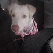 Mocha joined the competition — help win amazing prizes! animal, blurred, canine, collar, couch, cozy, dim_lighting, dog, domestic_pet, fabric, furniture, home, indoor, leash, light_colored_dog, living_room, pet, pink_hoodie, sitting, soft_focus