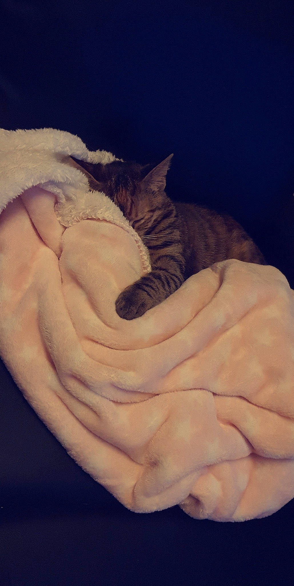 Ruby a rejoint le concours — aidez-le/la à gagner de superbes lots ! asian, carnivore, cat, comfort, ear, fawn, felidae, fur, gesture, hand, mouth, nap, nose, paw, skin, sleep, small_to_medium_sized_cats, tail, whiskers, wrinkle