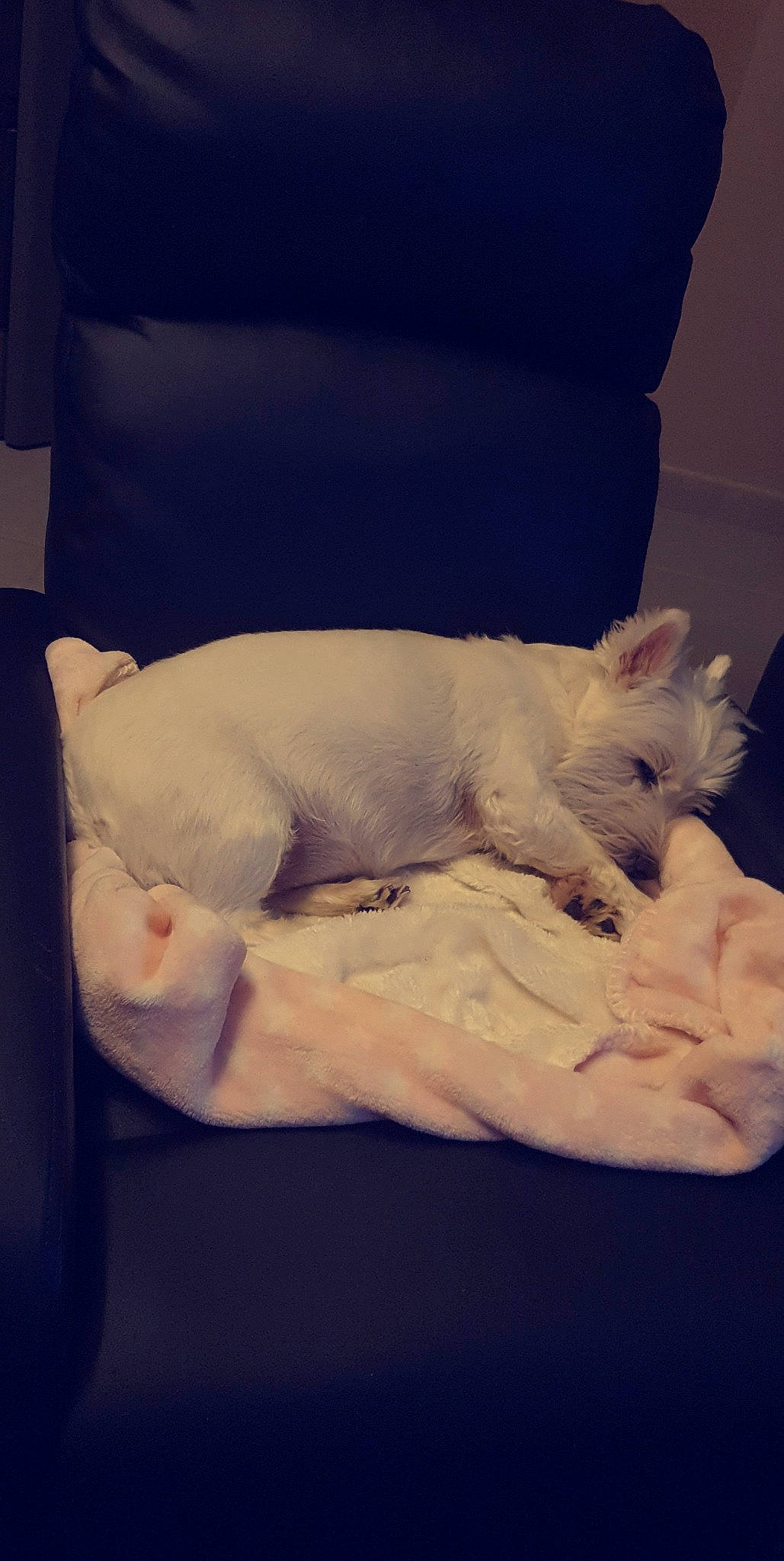 Marley a rejoint le concours — aidez-le/la à gagner de superbes lots ! canidae, carnivore, cat, cloud, devon_rex, dog, dog_breed, felidae, fur, furniture, khao_manee, kitten, nap, puppy, sky, sleep, small_to_medium_sized_cats, tail, turkish_angora, west_highland_white_terrier