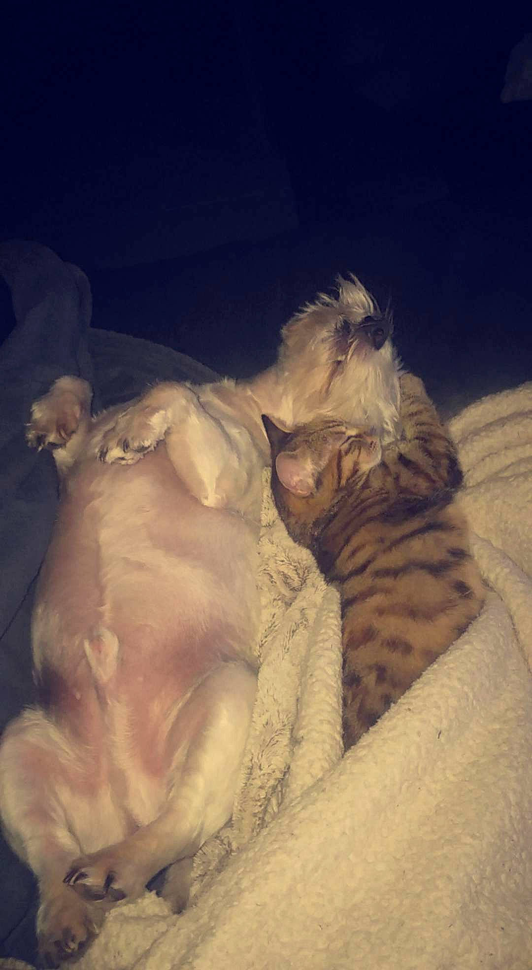 Marley participe au concours pour gagner de l'argent avec cette photo : carnivore, cat, fawn, felidae, fur, paw, sleep, small_to_medium_sized_cats, whiskers