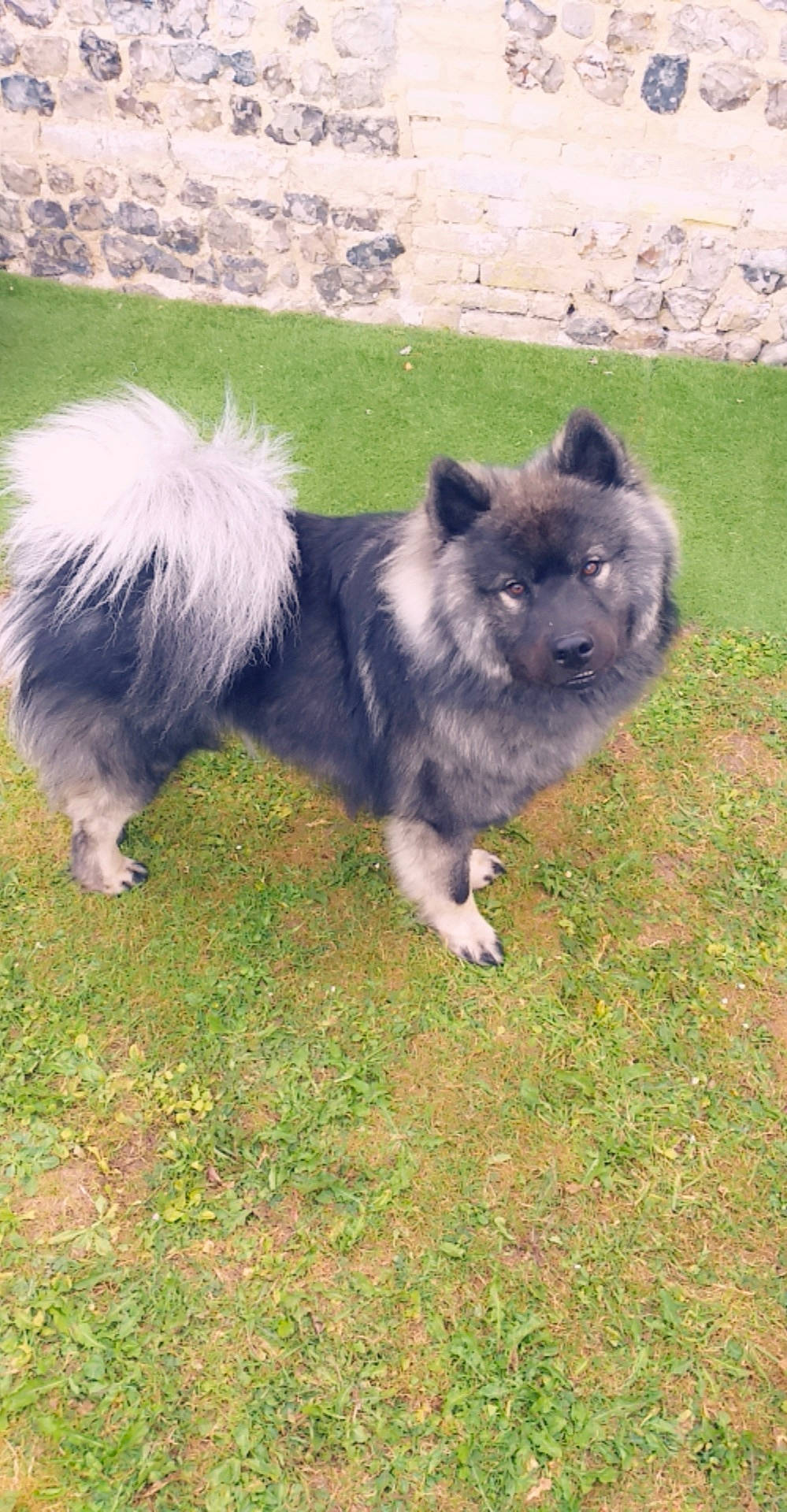 Oslo participe au concours pour gagner de l'argent avec cette photo : akita, canidae, carnivore, dog, dog_breed, eurasier, german_spitz, german_spitz_klein, german_spitz_mittel, keeshond, mammal, non_sporting_group, pomeranian, spitz, vertebrate