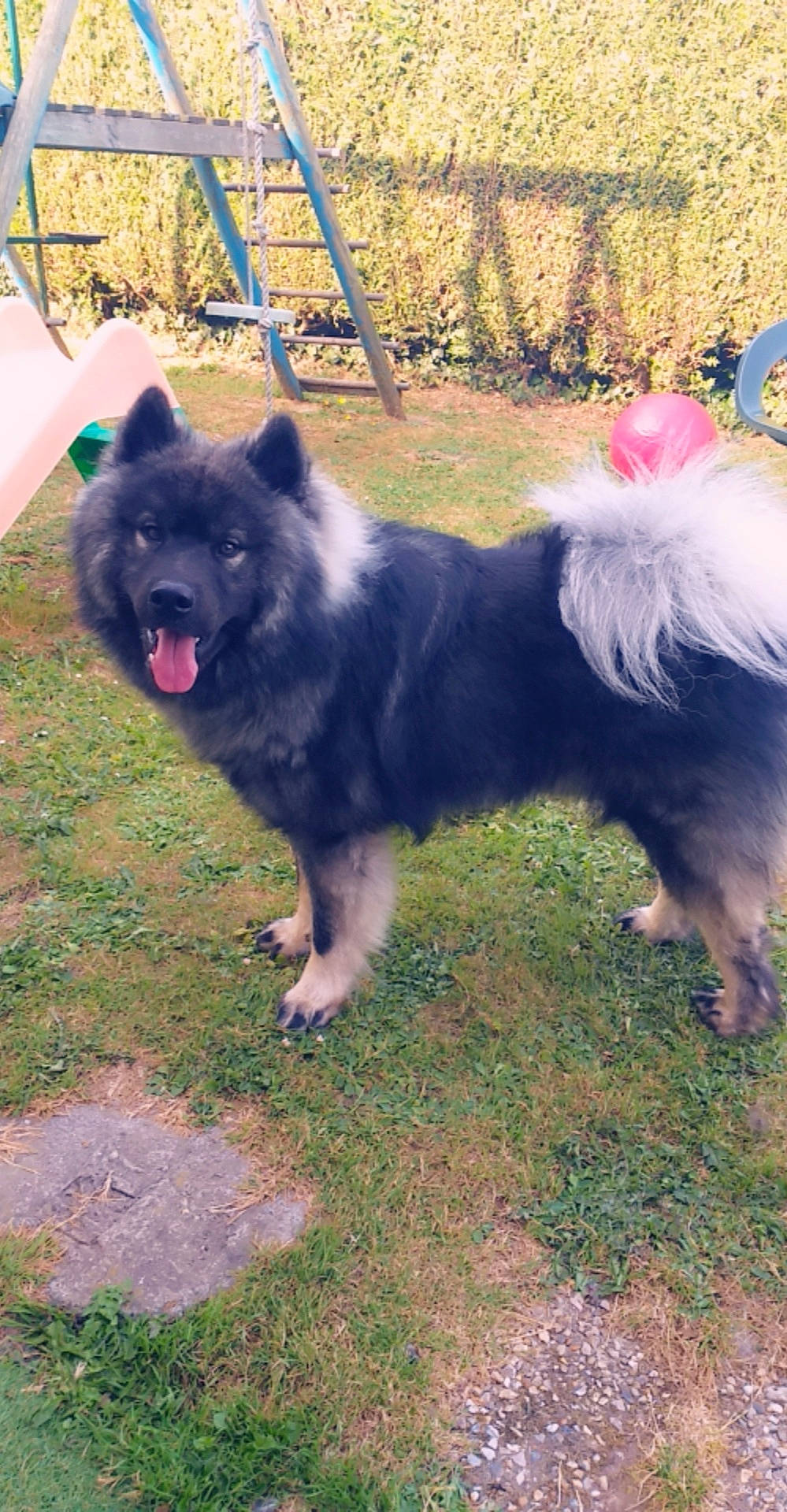 Oslo participe au concours pour gagner de l'argent avec cette photo : canidae, carnivore, companion_dog, dog, dog_breed, eurasier, german_spitz, german_spitz_klein, german_spitz_mittel, keeshond, mammal, non_sporting_group, pomeranian, spitz, vertebrate