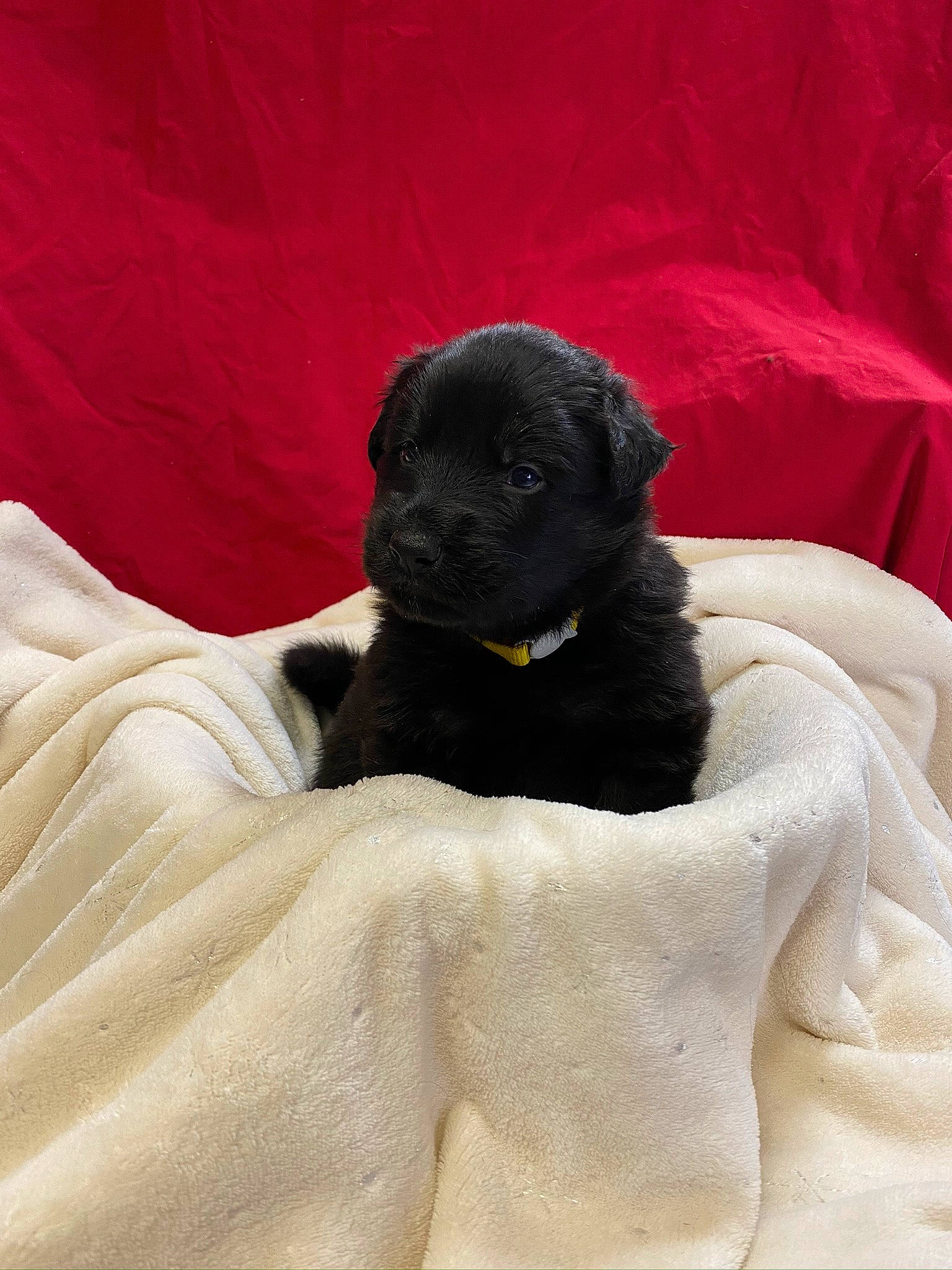 Hans is registered to the contest to win money with this photo: black_cat, borador, canidae, carnivore, comfort, companion_dog, couch, dog, dog_breed, dog_supply, fur, grey, linens, liver, nap, puppy, tail, terrestrial_animal, whiskers, working_animal