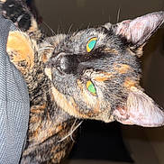 Spazz is registered to the contest to win money with this photo: animal, background_blur, cat, close_up, curious, domestic_cat, ears, fabric, feline, fur, green_eyes, indoor, looking, pet, portrait, resting, soft_light, texture, tortoiseshell, whiskers