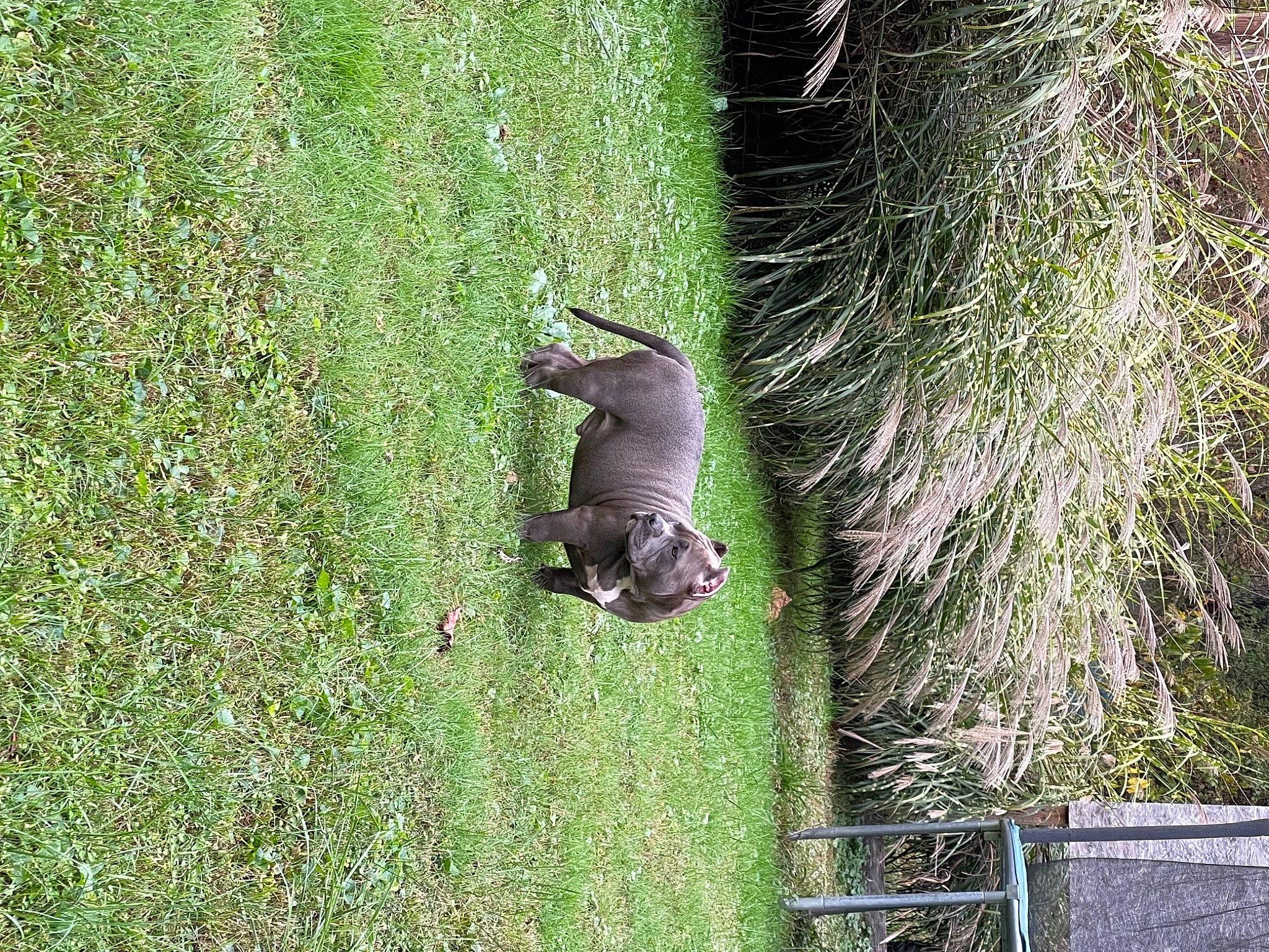 Kingpin joined the competition — help win amazing prizes! biome, carnivore, dog_breed, flowering_plant, grass, grass_family, grassland, groundcover, leaf, plant, shrub, sporting_group, tail, terrestrial_animal, terrestrial_plant, tree, trunk, twig, vegetation, wildlife