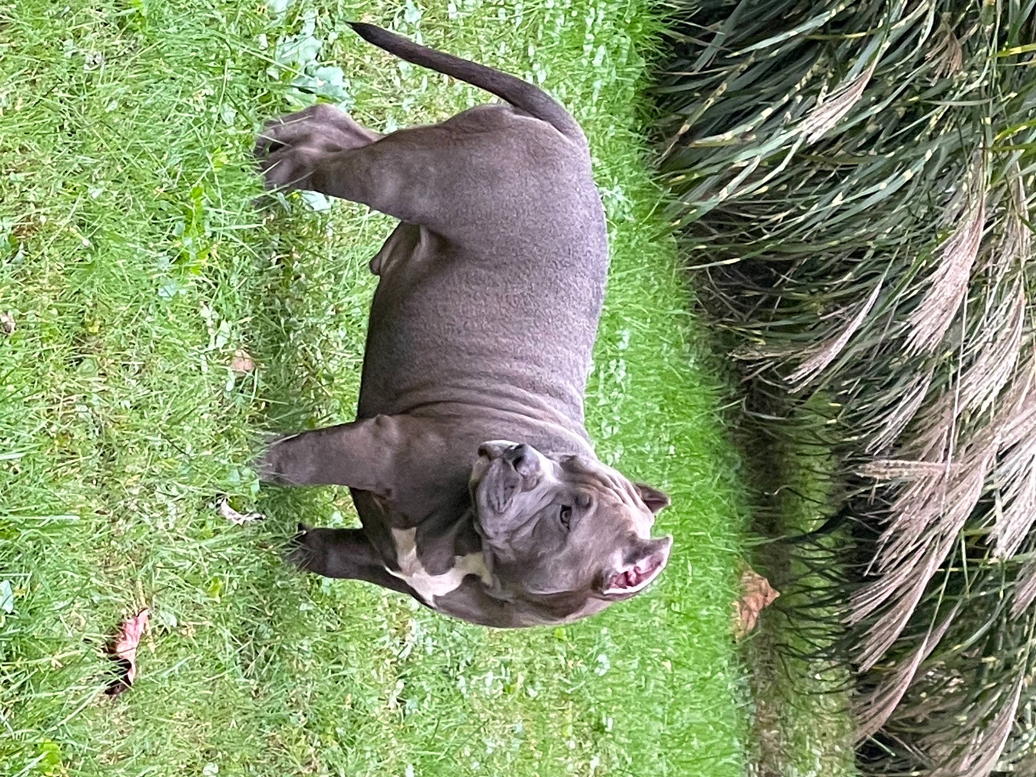 Kingpin is registered to the contest to win money with this photo: canidae, carnivore, collar, companion_dog, dog, dog_breed, dog_collar, fawn, grass, groundcover, guard_dog, liver, non_sporting_group, plant, pointing_breed, snout, sporting_group, tail, terrestrial_animal, working_animal