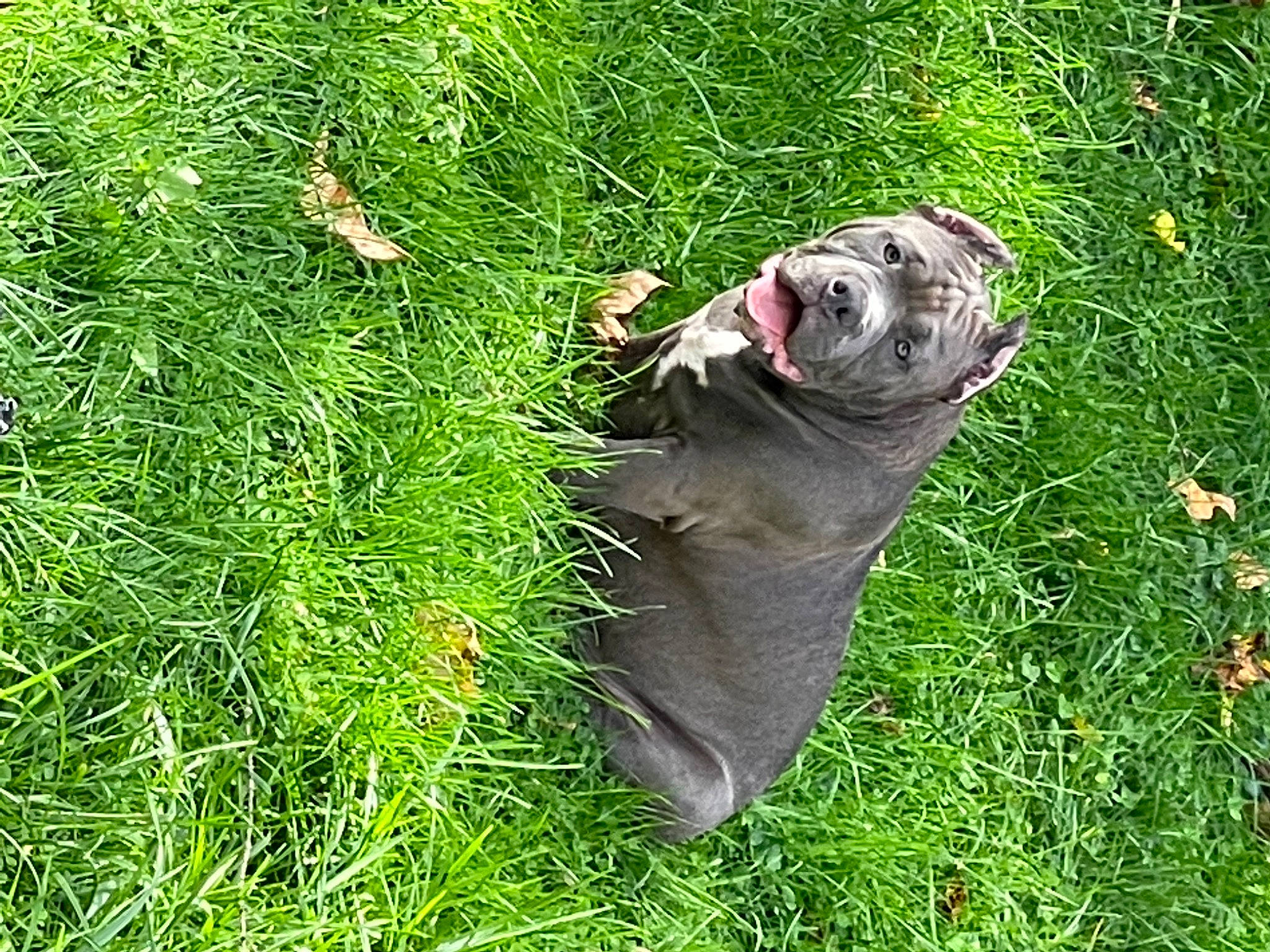 Kingpin joined the competition — help win amazing prizes! canidae, carnivore, dog_breed, earless_seal, felidae, grass, grass_family, grassland, groundcover, lawn, marine_mammal, people_in_nature, plant, seal, snout, sporting_group, tail, terrestrial_animal, water, whiskers