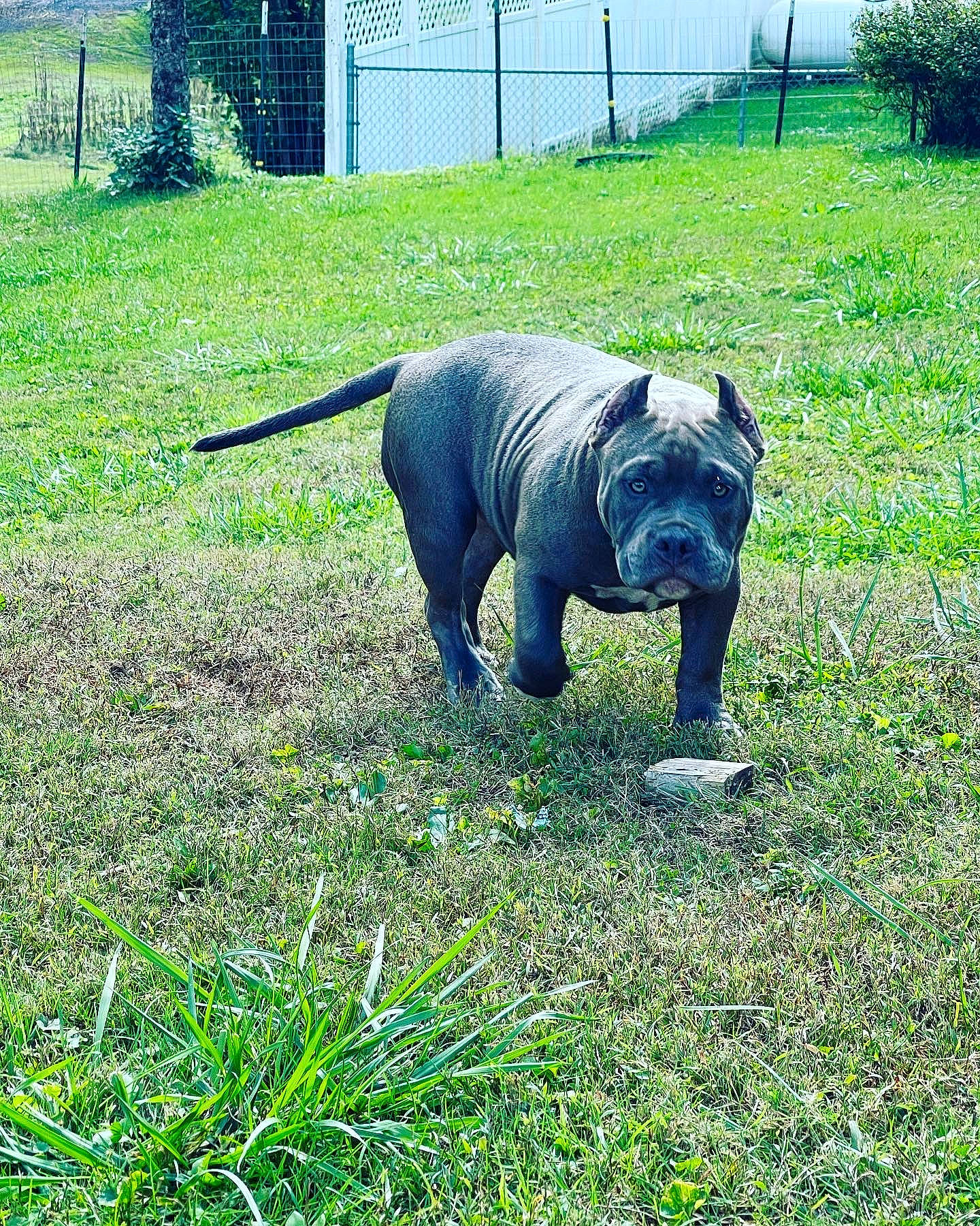 Kingpin joined the competition — help win amazing prizes! carnivore, companion_dog, dog, dog_breed, electric_blue, fawn, fence, grass, grassland, groundcover, lawn, lawn_ornament, plant, sculpture, snout, sporting_group, tail, terrestrial_animal, tree, working_animal