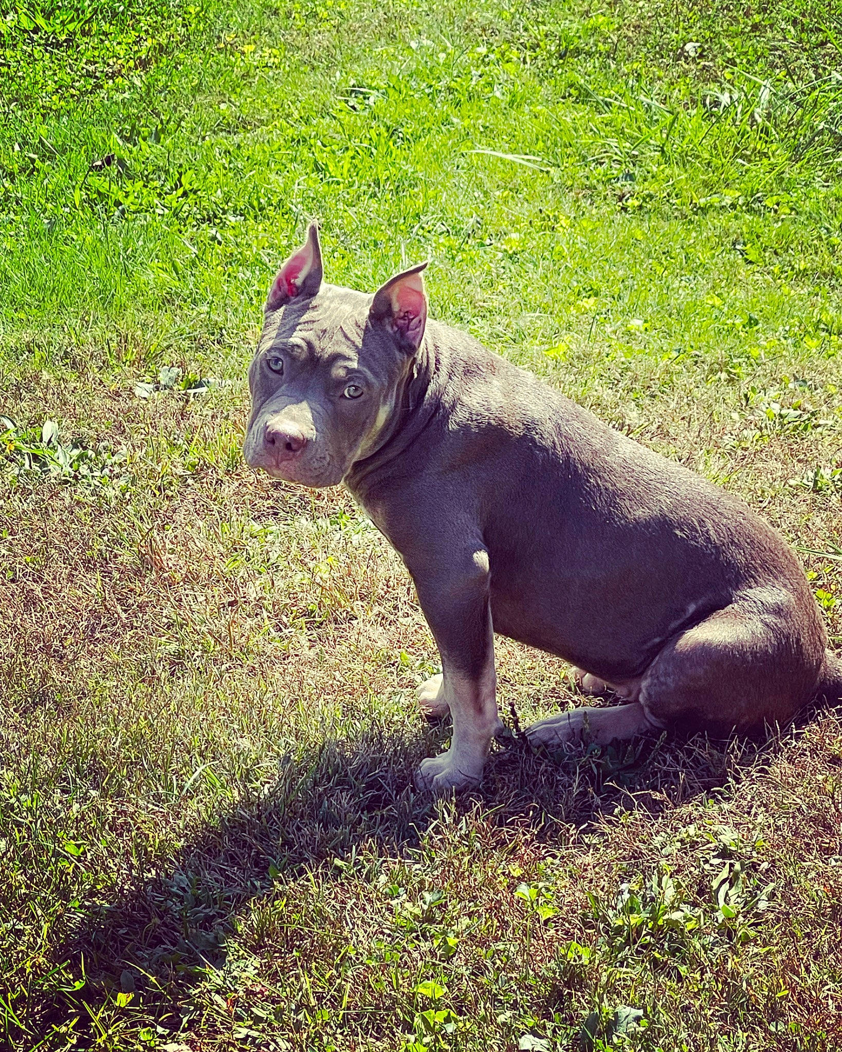 Nathea joined the competition — help win amazing prizes! bulldog, canidae, carnivore, companion_dog, dog, dog_breed, ear, eye, fawn, french_bulldog, grass, groundcover, human_body, plant, snout, sporting_group, tail, terrestrial_animal, toy_dog, whiskers