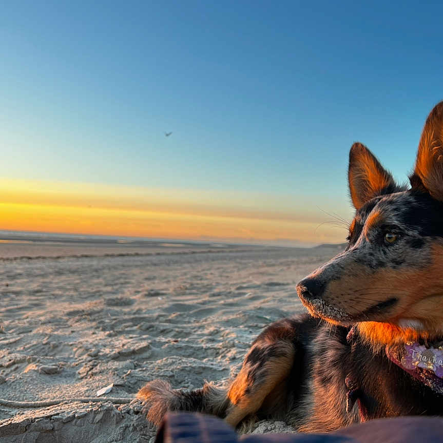 Thaïka a rejoint le concours — aidez-le/la à gagner de superbes lots ! animal, beach, canine, coast, collie, dog, germanshepherd, horizon, hound, husky, nature, outdoors, pet, puppy, sea, shoreline, sky, sunset, terrier, water