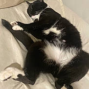 Sylvestor is registered to the contest to win money with this photo: animal, bed, black_and_white, cat, comfort, cozy, cute, domestic, feline, fur, indoor, lying_down, paw, pet, relaxed, resting, sleeping, soft, whisker, whiskers