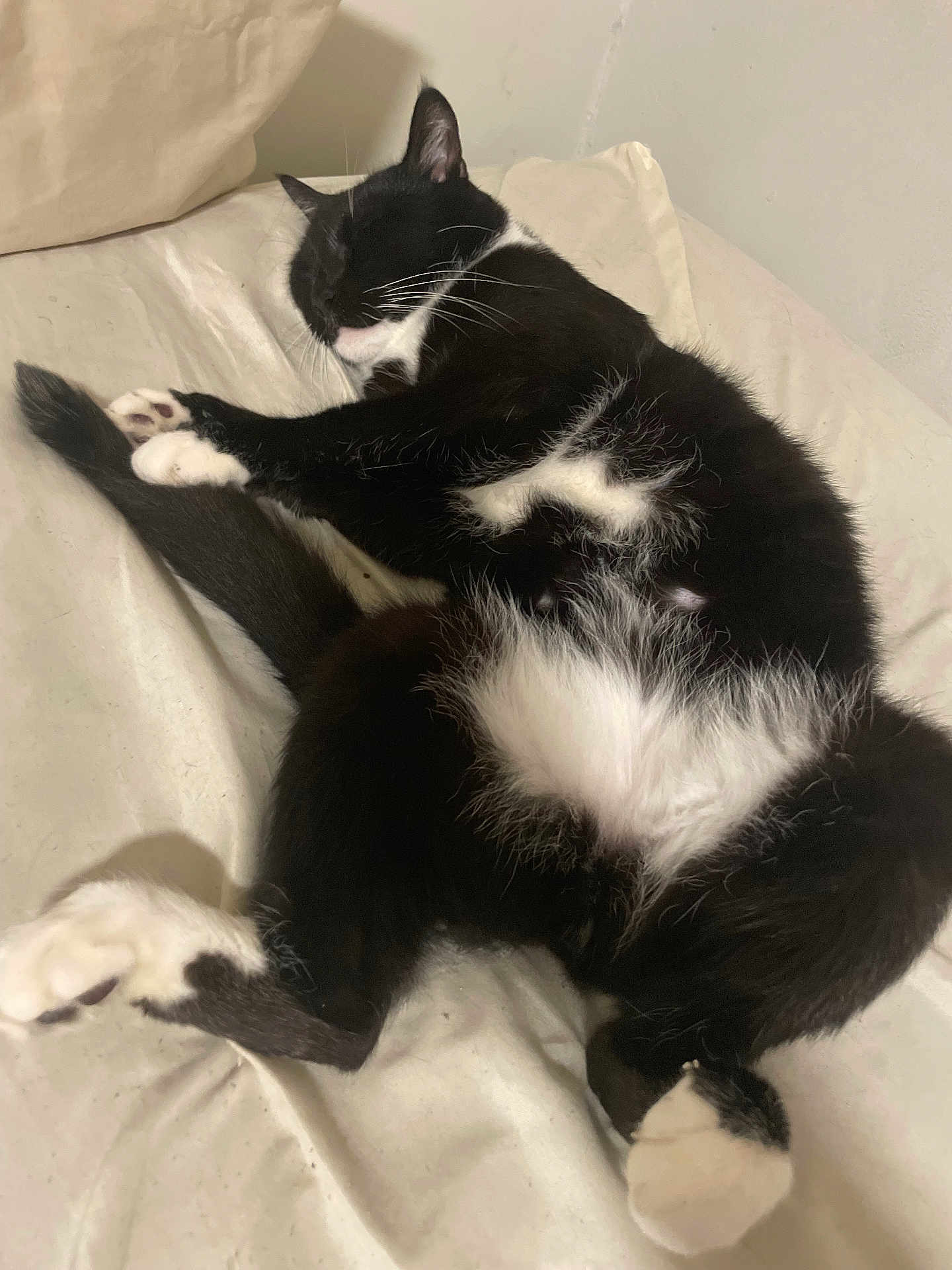 Sylvestor is registered to the contest to win money with this photo: animal, bed, black_and_white, cat, comfort, cozy, cute, domestic, feline, fur, indoor, lying_down, paw, pet, relaxed, resting, sleeping, soft, whisker, whiskers