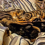 Melittle Tiger joined the competition — help win amazing prizes! cat, tabby, sleeping, paws, striped_blanket, cozy, indoor, relaxed, fur, pet, animal, resting, closeup, whiskers, ears, soft, comfort, domestic_cat, feline, nap