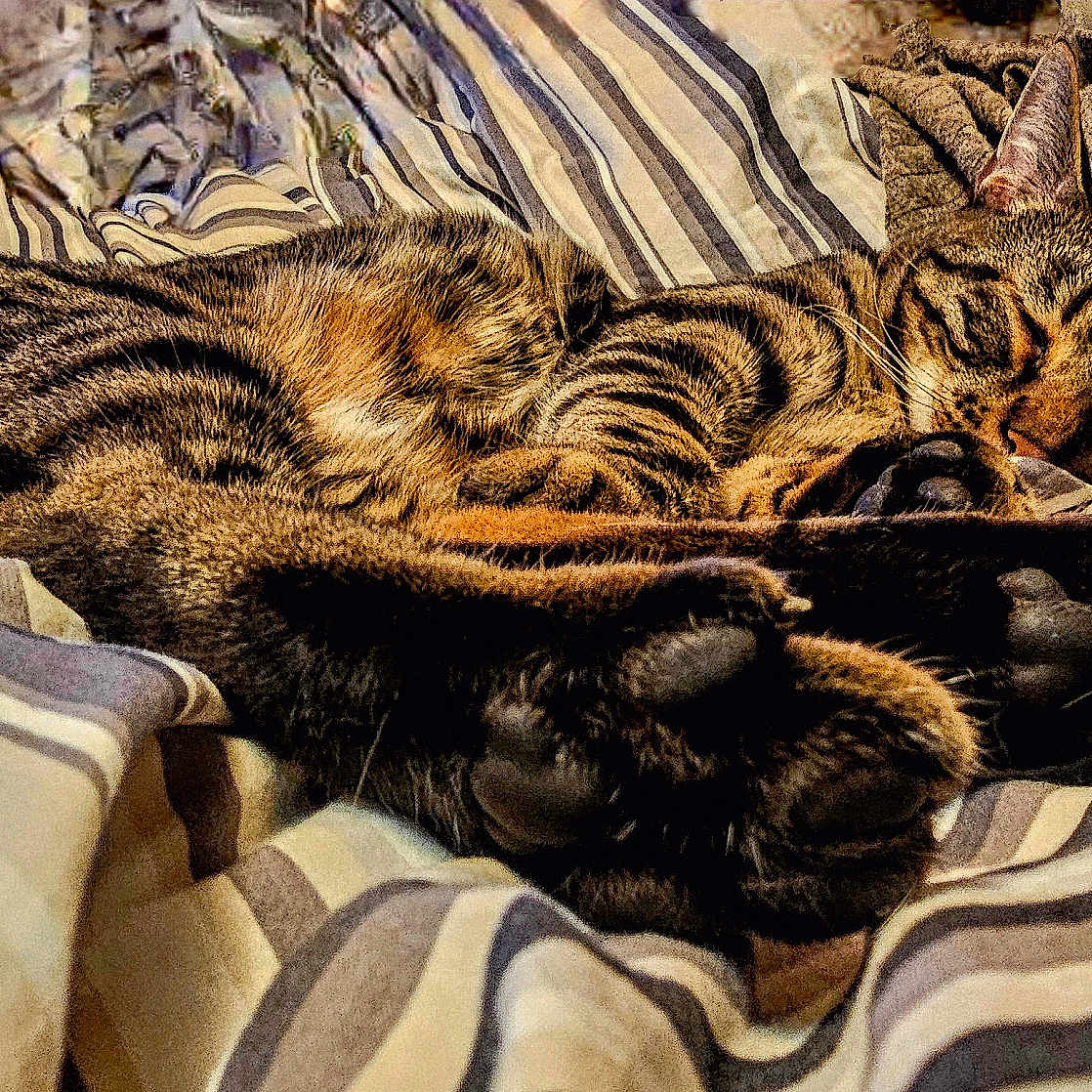 Melittle Tiger joined the competition — help win amazing prizes! animal, cat, closeup, comfort, cozy, domestic_cat, ears, feline, fur, indoor, nap, paws, pet, relaxed, resting, sleeping, soft, striped_blanket, tabby, whiskers